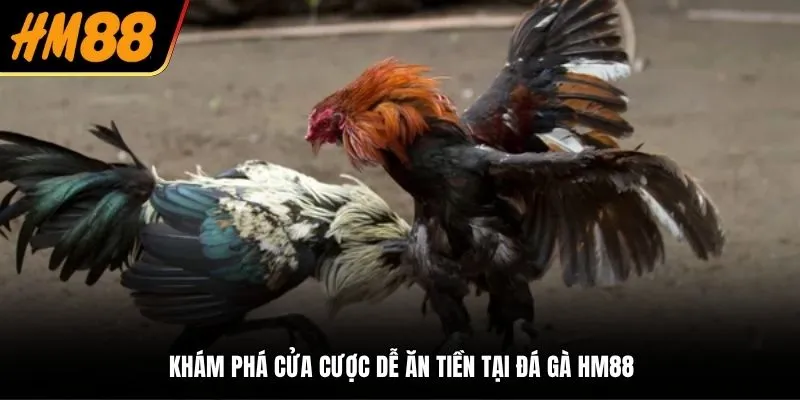 Khám phá cửa cược dễ ăn tiền tại đá gà HM88